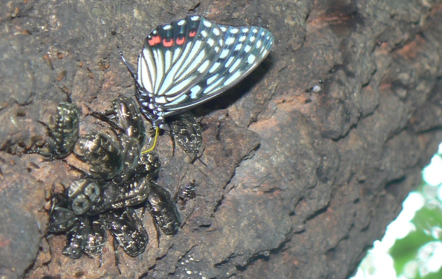 団地前のクヌギ_いつもの樹液 シラホシハナムグリ14匹、コクワガタ♂ アカボシゴマダラ 2021年7月11日 14時05分頃 気温33度